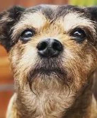Office dog